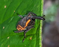 Cactophagus circumjectus