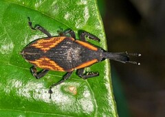 Cactophagus circumjectus