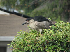 Nycticorax nycticorax
