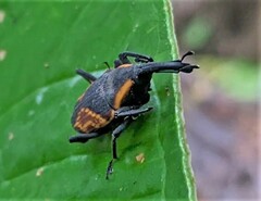 Cactophagus circumjectus