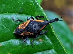 Cactophagus circumjectus