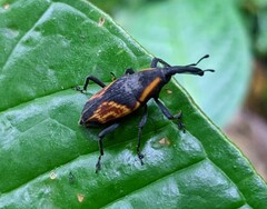 Cactophagus circumjectus