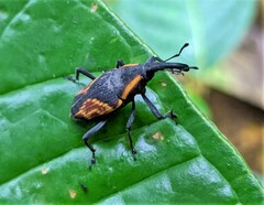 Cactophagus circumjectus