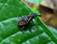 Cactophagus circumjectus