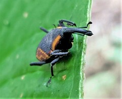 Cactophagus circumjectus