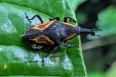 Cactophagus circumjectus