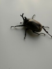 Trypoxylus dichotomus septentrionalis