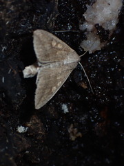Mythimna separata
