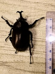 Trypoxylus dichotomus septentrionalis