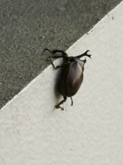 Trypoxylus dichotomus septentrionalis