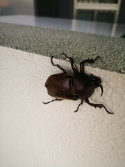 Trypoxylus dichotomus septentrionalis