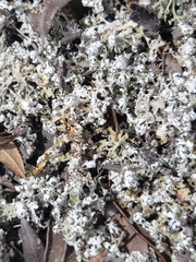 Cladonia prostrata
