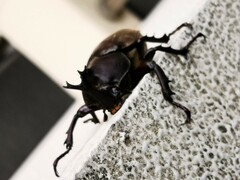 Trypoxylus dichotomus septentrionalis