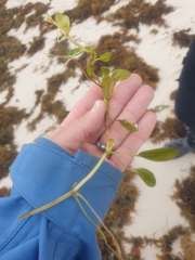 Halophila