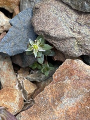 Stellaria irrigua