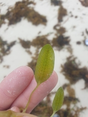 Halophila