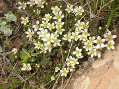 Cherleria marcescens
