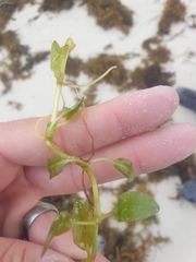 Halophila