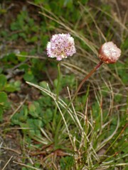 Armeria maritima sibirica