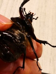 Trypoxylus dichotomus septentrionalis