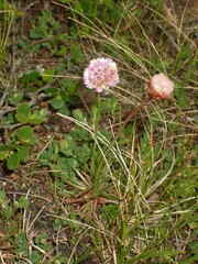 Armeria maritima sibirica