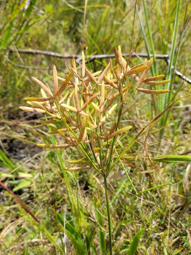 Image of Cyperus lecontei by (c) Jay Horn, some rights reserved (CC BY)