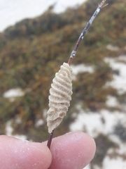 Densipora corrugata