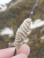 Densipora corrugata