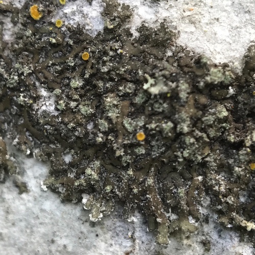 Grainy Shadow-crust Lichen