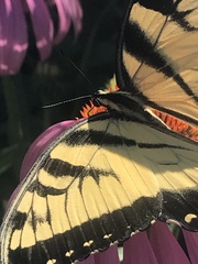Papilio glaucus