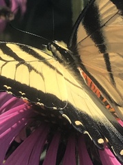 Papilio glaucus