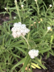Antennaria anaphaloides