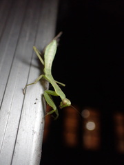 Hierodula patellifera patellifera