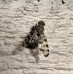 Pseudotephritis vau