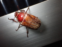 Melolontha japonica