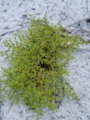Paronychia chartacea chartacea