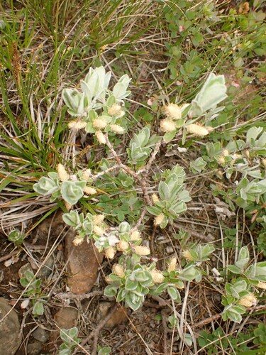 shortfruit willow (Salix brachycarpa)