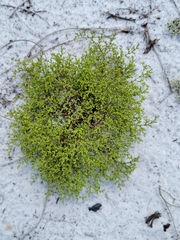 Paronychia chartacea chartacea