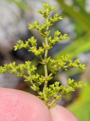 Paronychia chartacea chartacea