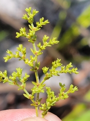 Paronychia chartacea chartacea
