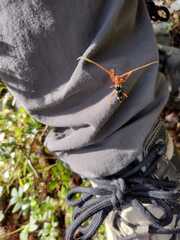 Achenoderus octomaculatus