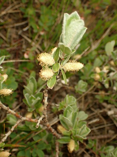 Image of Salix brachycarpa by (c) Louis Imbeau, some rights reserved (CC BY)
