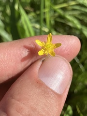 Ranunculus gormanii