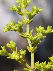 Paronychia chartacea chartacea