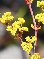 Paronychia chartacea chartacea
