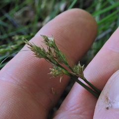 Carex albolutescens