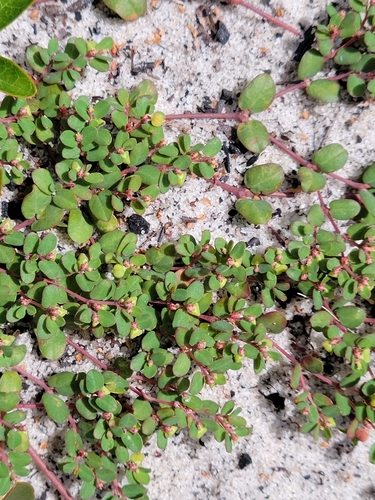 Image of Euphorbia cordifolia by (c) Jay Horn, some rights reserved (CC BY)