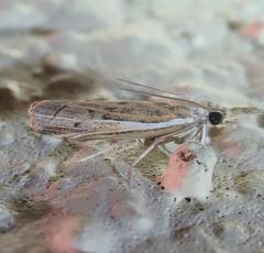 Fissicrambus quadrinotellus