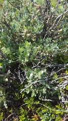 Salix brachycarpa brachycarpa