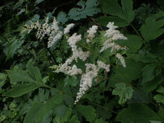 Astilbe thunbergii